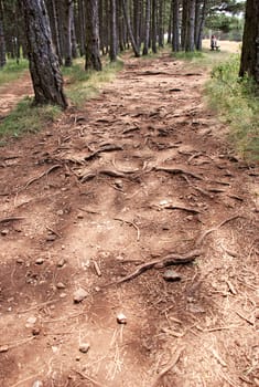 root pattern on pine forest earth road