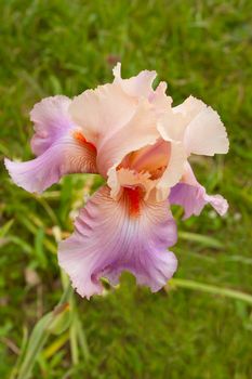 Pink Iris 2 in the Garden macro shot