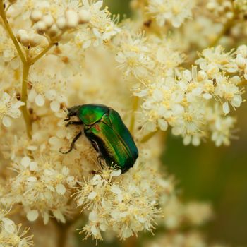 Green Scarab Beetle on the flower