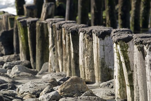 Beach with wooden poles on a beach in Zeeland,Netherlands