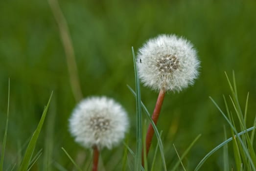 Field of dandelions in the summer

