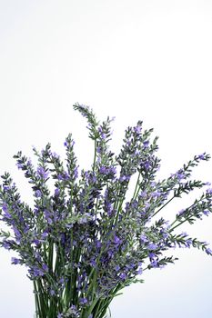 fresh lavender on white background