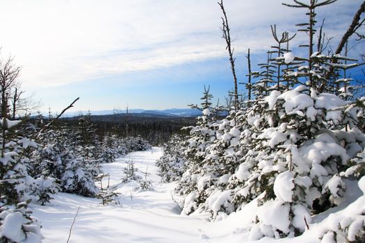 Winter forest landscape near Baie-Saint-Paul  Quebec, Canada