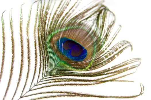 Detail of peacock feather on white background