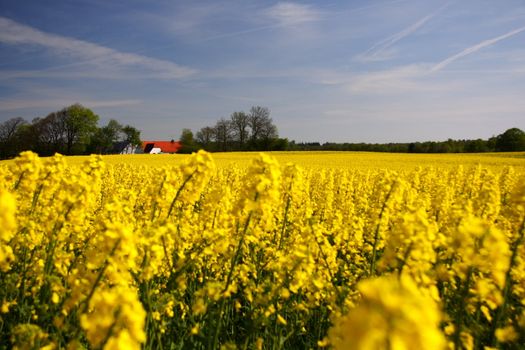 Yellow field of rape in Denmark.