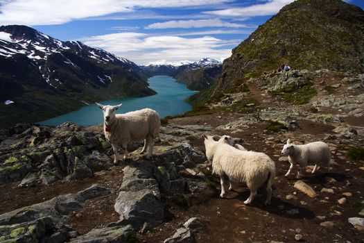 Sheep on scenic spot in Jotunheimen national park in the summer. Gjende lake near Bessegen in Norway.