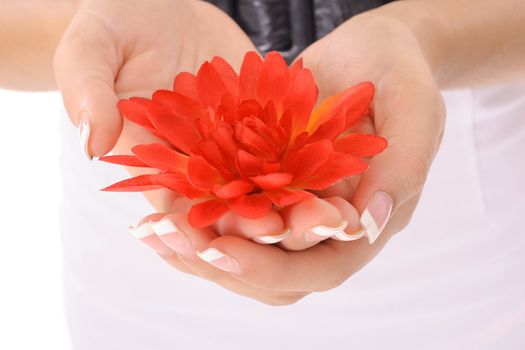 beautifully manicured hands holding a flowers