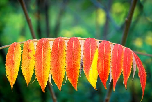 autumn red and yellow leaves outdoor on tree