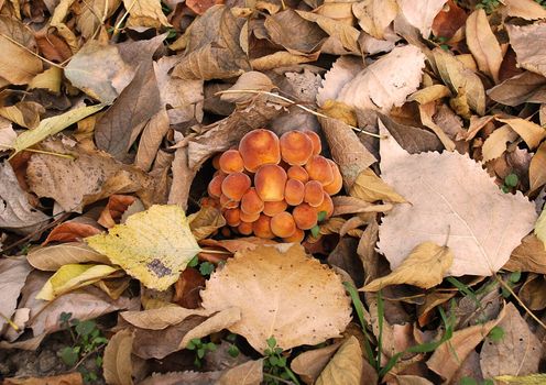 family of mushrooms on ground among dry leaves