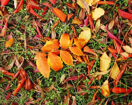 autumn red and yellow leaves outdoor on earth