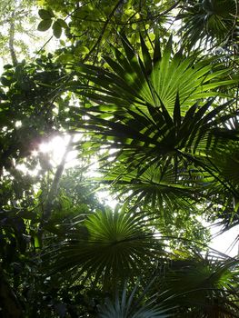 View of the sun throught the jungle canopy