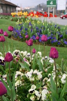 tulips flowers of the spring