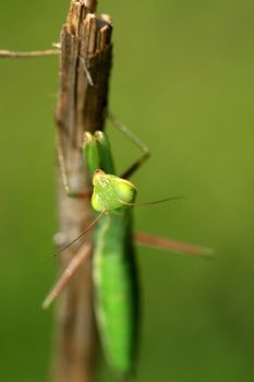 Juvenile Mantis religiosa, praying mantis on a stick

