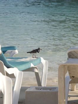 Small brown bird on a chair by the shore of a sandy beach