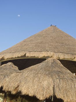 roof coverted with straw with birds on the tip against a blue sky with an afternoon moon