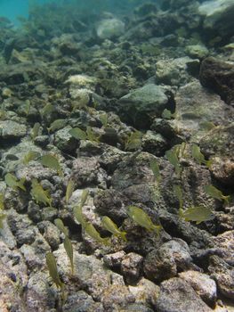 School of cozumel juvenile fish swimming by a reef