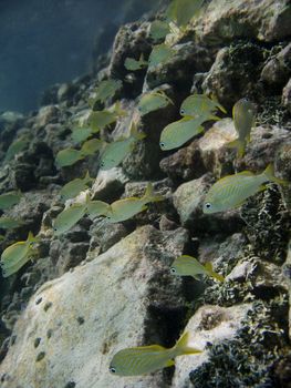 School of cozumel juvenile fish swimming by a reef