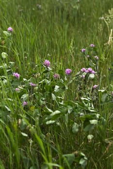 Small purple clover flower in grass field