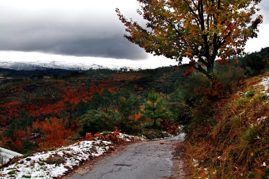 cold winter landscape with snow