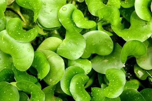water drop on leaf background
