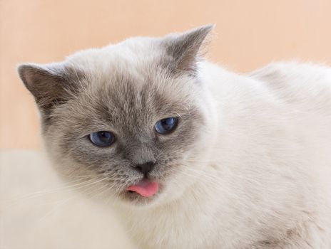 Close-up smoky cat shot out his tongue portrait