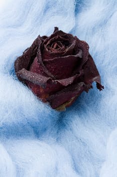 The red dry rose on the sky blue wool