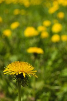 Dandelion 