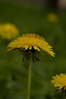 Dandelion 