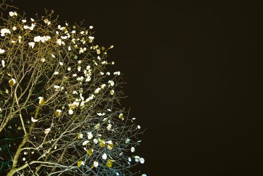 detail of an illuminated lime tree at night