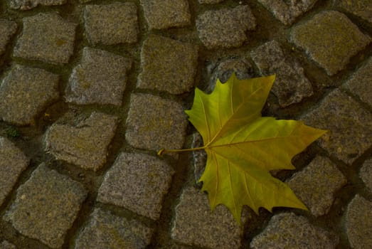 maple leaf lying on a stony pavement