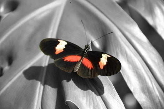 A butterfly selectively colored in a black and white image.