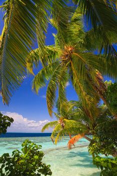 Tropical Paradise at Maldives with palms and blue sky