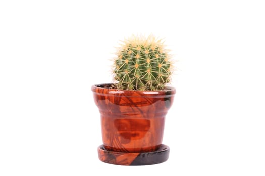 round cactus in the brown flowerpot isolated over white