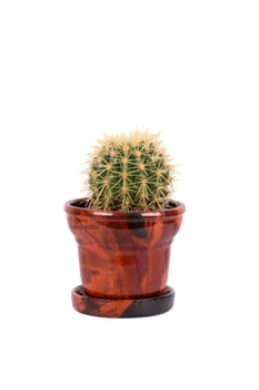 round cactus in the brown flowerpot isolated over white