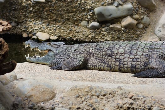 close up of young alligator(s) at natural environment