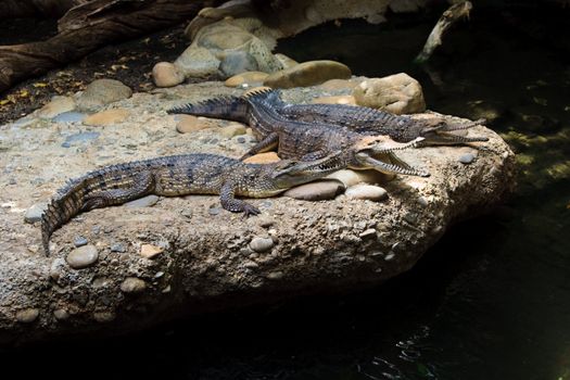 close up of young alligator(s) at natural environment