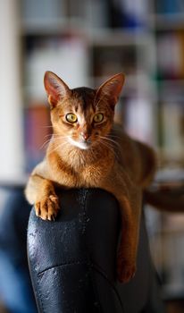 verry cool and wounderful young abyssinian cat photo