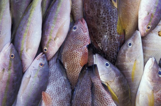 Fish on display at food market