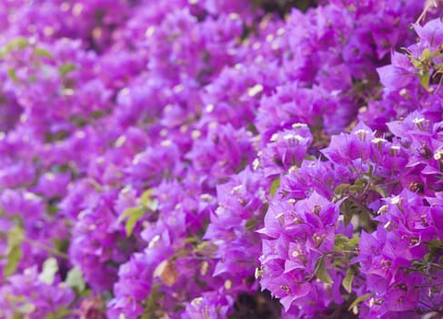 The beautiful colours of a bougainvilla in full blossom