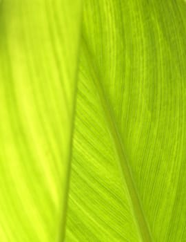 Abstract image showing leaf detail ideal for backdrop or background