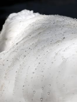 Detail of a swan's feathers showing the effectiveness of their water resistance with tiny droplets of water forming on their surface