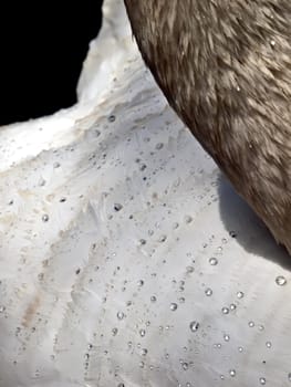 Detail of a swan's feathers showing the effectiveness of their water resistance with tiny droplets of water forming on their surface