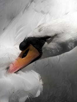 Portrait of a beautiful swan taking good care of its plumage