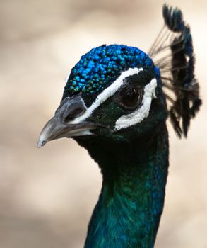Portrait picture of a beautiful Indian Peacock with vibrant plumage