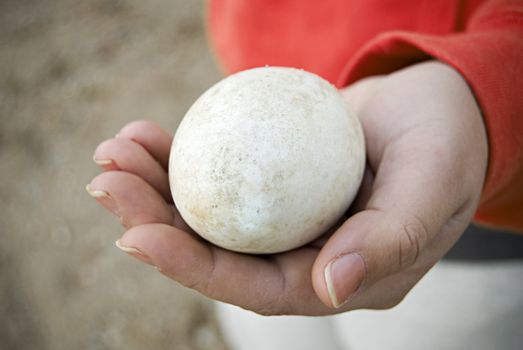 A closeup of a large duck or goose egg resting in the palm of the hand.