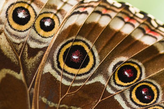 Close up part of butterfly wing from a blue Morpho