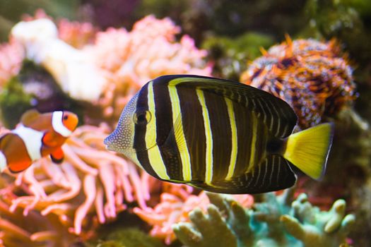Pacific Sailfin Tang with clownfish and coral in baclground