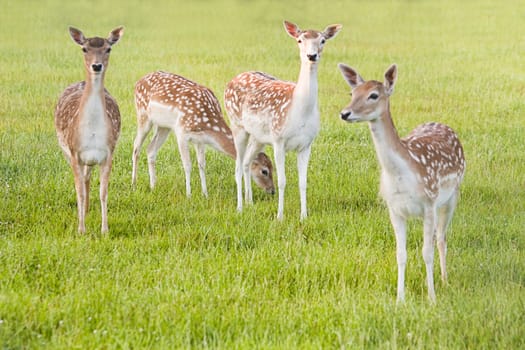 Group of Fallow Deer in evening light - horizontal image 