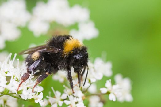 Little Bumble bee on flowers in summer busy gathering nectar