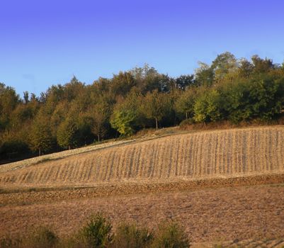 Landscape of hills and fields, with trees